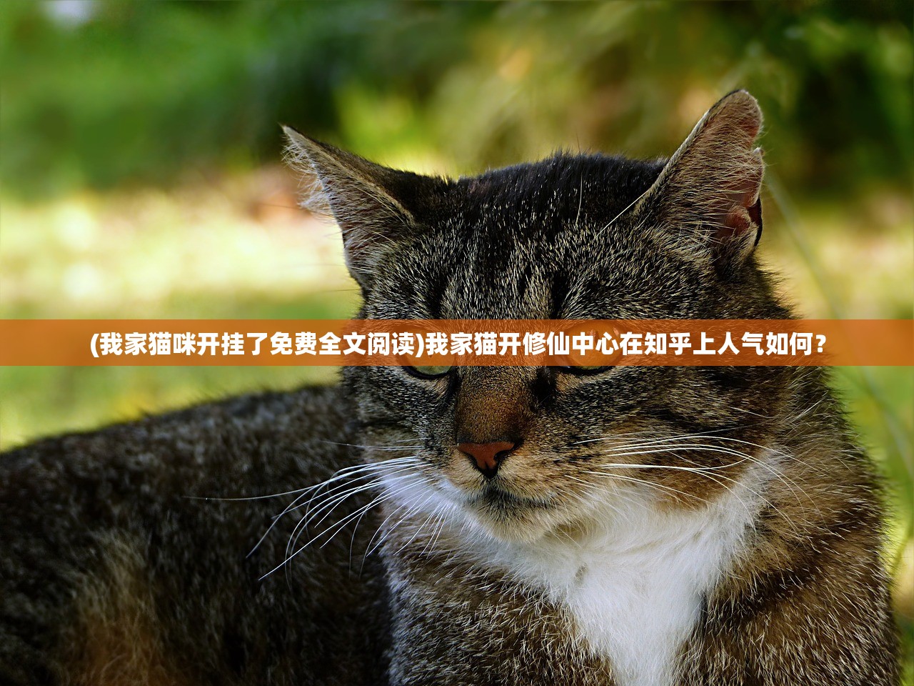 (我家猫咪开挂了免费全文阅读)我家猫开修仙中心在知乎上人气如何？